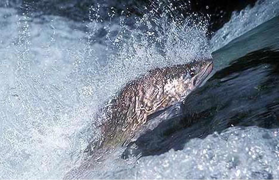 Russ Thurow Presents: “Central Idaho’s Wild Salmon and Steelhead: What Was; What Is; What Can Be”